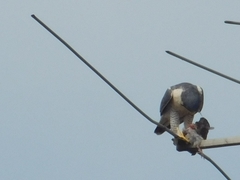 Falco peregrinus
