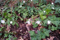 Anemonoides trifolia albida