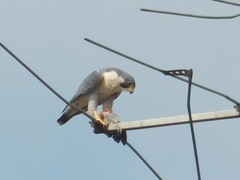 Falco peregrinus