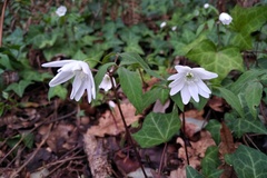 Anemonoides trifolia albida