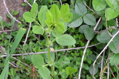 Vicia narbonensis