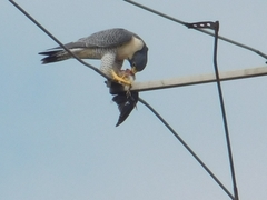 Falco peregrinus