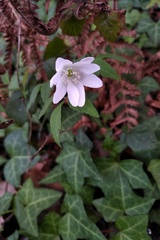 Anemonoides trifolia albida