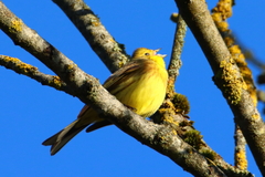 Emberiza citrinella