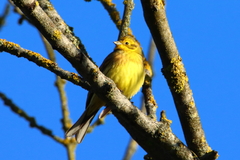 Emberiza citrinella