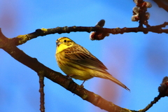 Emberiza citrinella