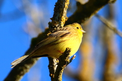 Emberiza citrinella