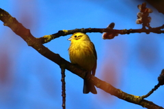 Emberiza citrinella