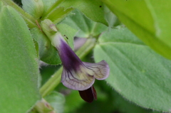 Vicia narbonensis