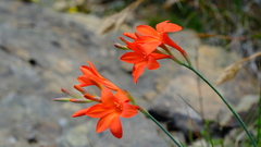 Gladiolus nerineoides