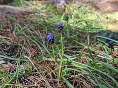 Muscari commutatum