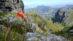 Gladiolus nerineoides
