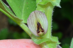 Vicia narbonensis