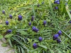 Muscari commutatum