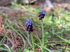 Muscari commutatum