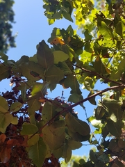 Beilschmiedia miersii