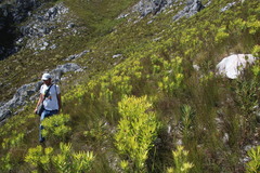 Leucadendron microcephalum