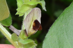 Vicia narbonensis