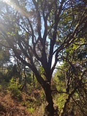 Beilschmiedia miersii