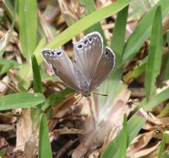 Leptomyrina gorgias sobrina