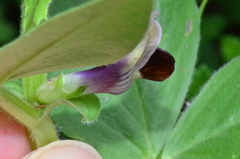 Vicia narbonensis