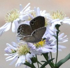 Leptomyrina gorgias sobrina