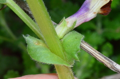 Vicia narbonensis