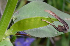 Vicia narbonensis