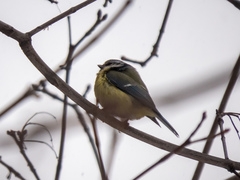 Cyanistes caeruleus