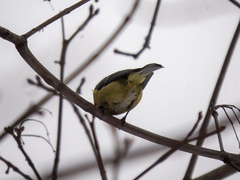 Cyanistes caeruleus