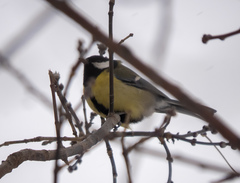 Parus major
