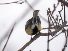 Parus major
