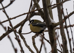Parus major