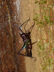 Venatorellus viridipedes