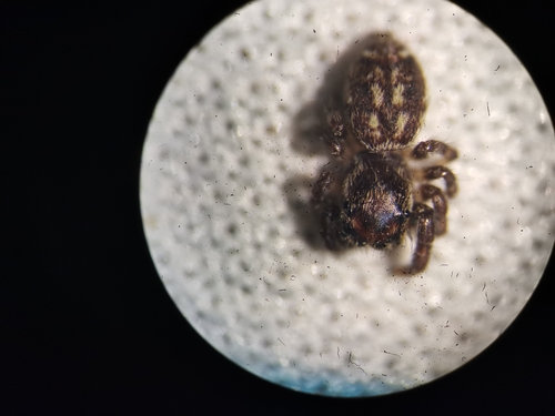 Photo of Mile End Jumping Spider (Macaroeris nidicolens)