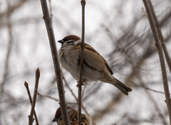 Passer montanus