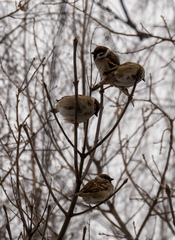Passer montanus