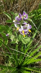 Solanum commersonii