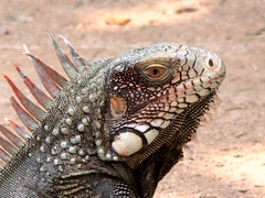Iguana iguana