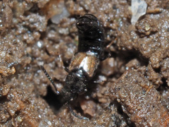 Liogluta longiuscula