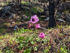 Anemone coronaria