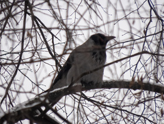 Corvus cornix