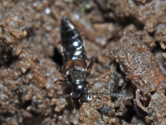 Liogluta longiuscula