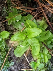 Pinguicula primuliflora