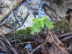 Pinguicula primuliflora