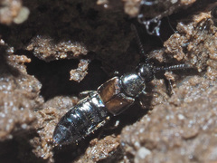 Liogluta longiuscula