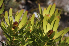 Leucadendron microcephalum