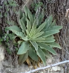 Verbascum sinaiticum