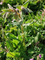 Nonea vesicaria
