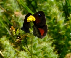 Pseudonympha hippia
